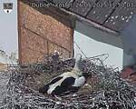 Capi_Dubne_20250526_115003.jpg