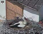 Capi_Dubne_20250526_121003.jpg