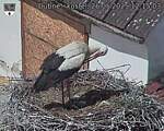 Capi_Dubne_20250526_121504.jpg