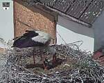 Capi_Dubne_20250526_122003.jpg