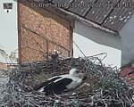 Capi_Dubne_20250526_123003.jpg