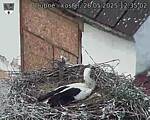 Capi_Dubne_20250526_123502.jpg