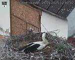 Capi_Dubne_20250526_124002.jpg