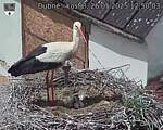 Capi_Dubne_20250526_125003.jpg