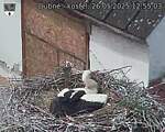 Capi_Dubne_20250526_125503.jpg
