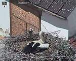 Capi_Dubne_20250526_131003.jpg