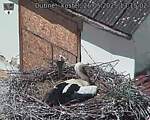 Capi_Dubne_20250526_131502.jpg