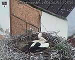 Capi_Dubne_20250526_132503.jpg