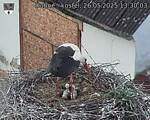 Capi_Dubne_20250526_133003.jpg