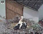Capi_Dubne_20250526_134002.jpg