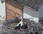 Capi_Dubne_20250526_135003.jpg