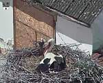 Capi_Dubne_20250526_135503.jpg