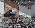 Capi_Dubne_20250526_141003.jpg