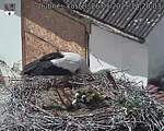 Capi_Dubne_20250526_142003.jpg