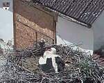 Capi_Dubne_20250526_142503.jpg