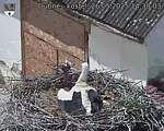 Capi_Dubne_20250526_143003.jpg