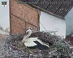 Capi_Dubne_20250526_150502.jpg