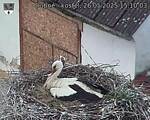 Capi_Dubne_20250526_151003.jpg