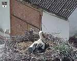 Capi_Dubne_20250526_154503.jpg