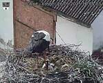 Capi_Dubne_20250526_160503.jpg