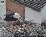 Capi_Dubne_20250526_161503.jpg