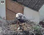 Capi_Dubne_20250526_163003.jpg
