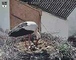 Capi_Dubne_20250526_163503.jpg