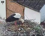 Capi_Dubne_20250526_172003.jpg