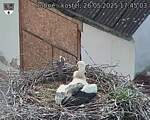 Capi_Dubne_20250526_174503.jpg