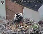 Capi_Dubne_20250526_180502.jpg