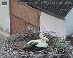 Capi_Dubne_20250526_181003.jpg