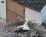 Capi_Dubne_20250526_181502.jpg