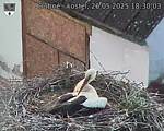 Capi_Dubne_20250526_183003.jpg