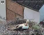Capi_Dubne_20250526_183503.jpg