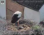 Capi_Dubne_20250526_184502.jpg
