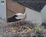 Capi_Dubne_20250526_185003.jpg