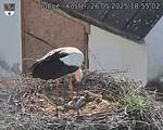 Capi_Dubne_20250526_185502.jpg