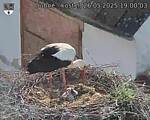 Capi_Dubne_20250526_190003.jpg