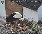 Capi_Dubne_20250526_190503.jpg