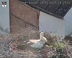 Capi_Dubne_20250526_192502.jpg