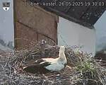 Capi_Dubne_20250526_193003.jpg