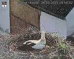 Capi_Dubne_20250526_195002.jpg
