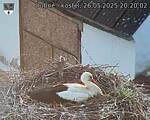 Capi_Dubne_20250526_202002.jpg