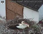 Capi_Dubne_20250526_202502.jpg