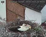 Capi_Dubne_20250526_204503.jpg