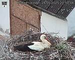 Capi_Dubne_20250526_205004.jpg
