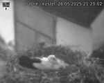 Capi_Dubne_20250526_212002.jpg