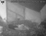 Capi_Dubne_20250526_213003.jpg