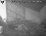 Capi_Dubne_20250526_213502.jpg