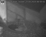 Capi_Dubne_20250527_000502.jpg